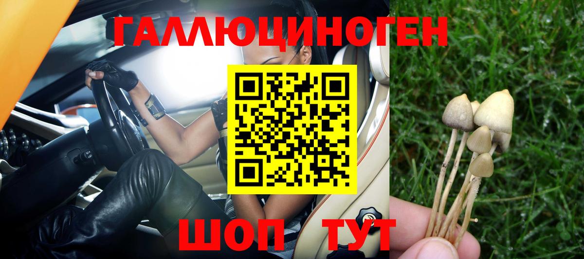 Псилоцибиновые грибы Psilocybine cubensis Обнинск